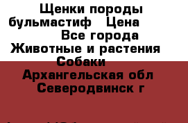 Щенки породы бульмастиф › Цена ­ 25 000 - Все города Животные и растения » Собаки   . Архангельская обл.,Северодвинск г.